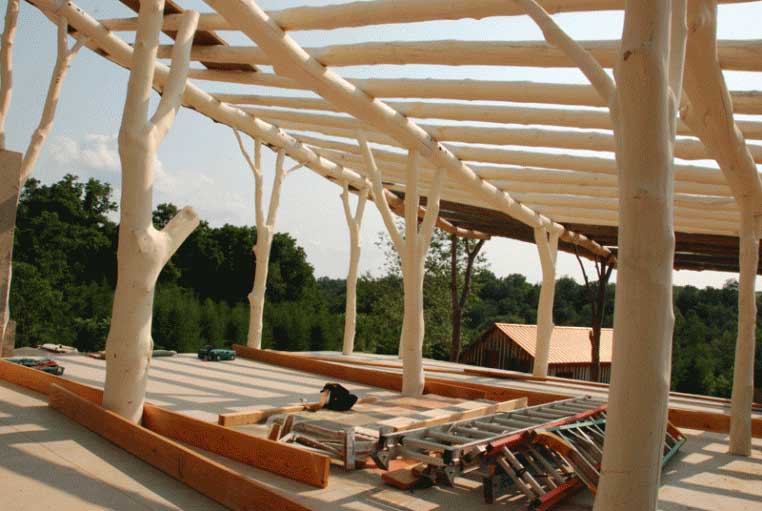 Branched tree posts - first in Scotland? - Halvorsen Architects